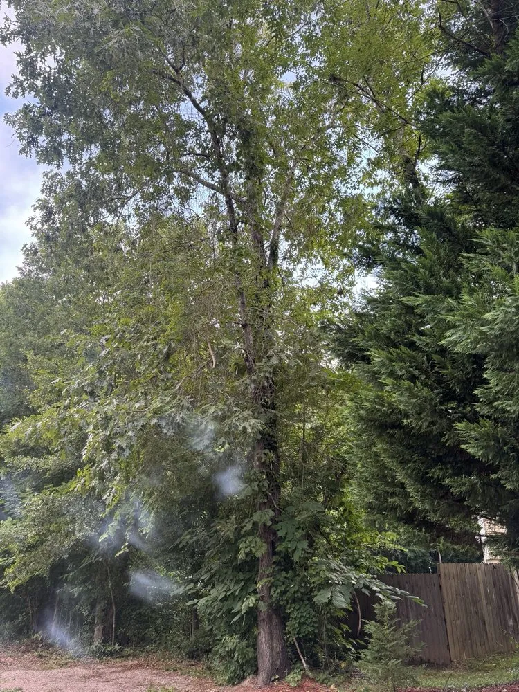 Trusted outdoor landscaping for beautiful yards in Raleigh, NC by Mr. Beaver Tree Service