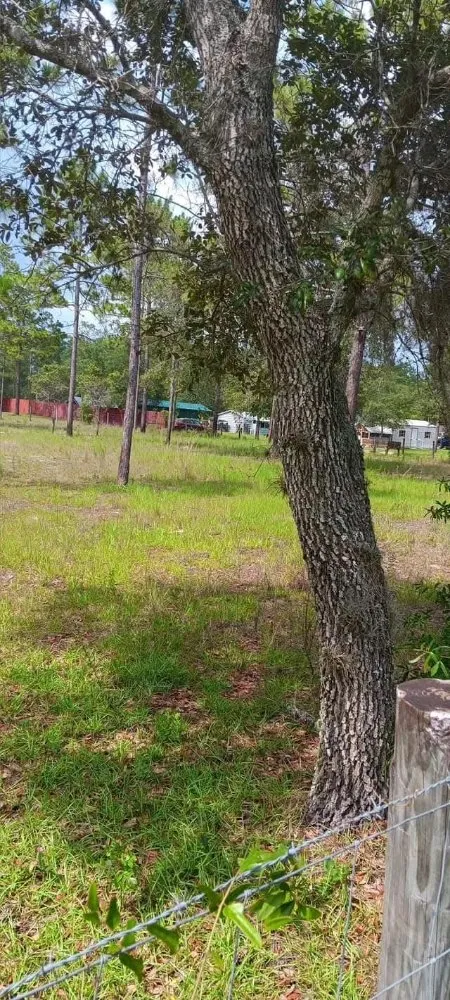 Trusted lawn mowing service for year-round maintenance in Citra, FL by Mr Big Motion Lawn Care Services