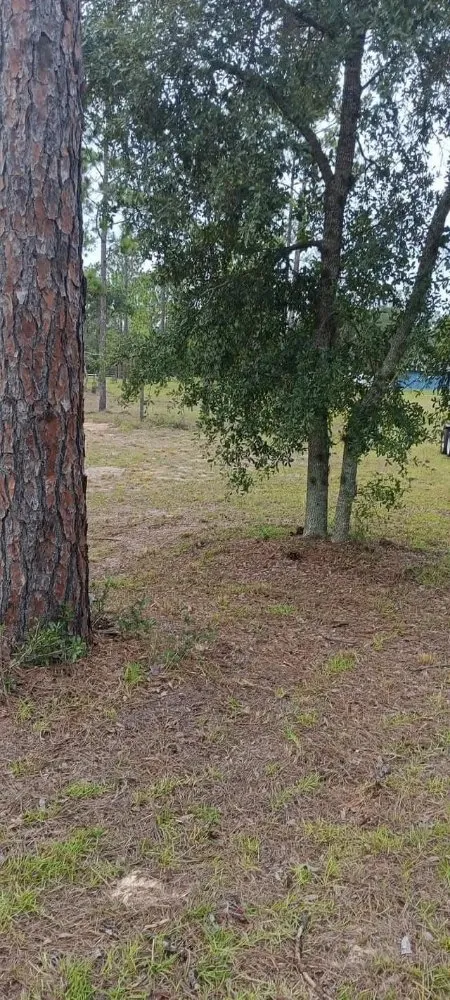 Top-rated lawn mowing service with custom design in Citra, FL by Mr Big Motion Lawn Care Services