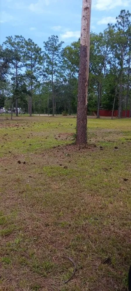 Reliable landscape design experts serving Citra, FL - Mr Big Motion Lawn Care Services