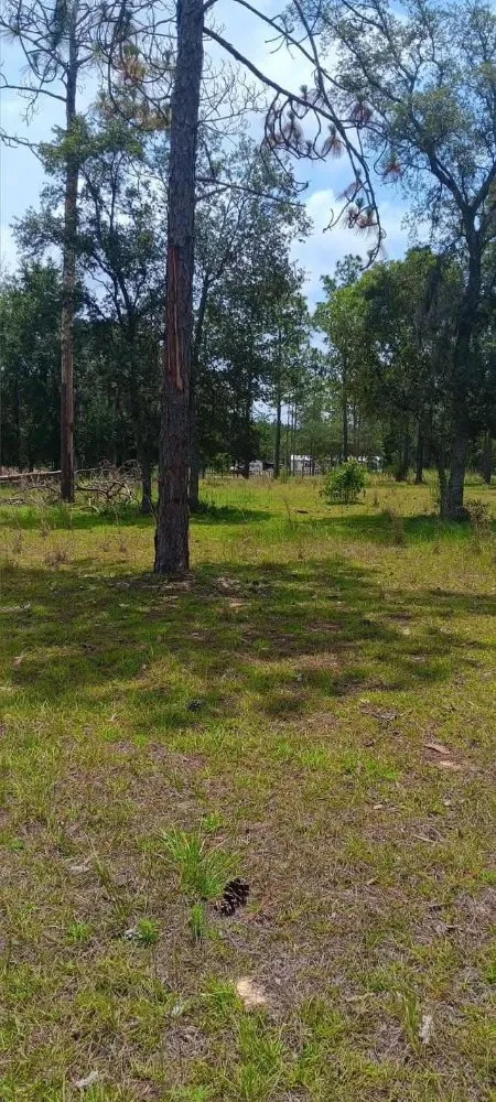 Expert yard cleanup service in Citra, FL - Mr Big Motion Lawn Care Services