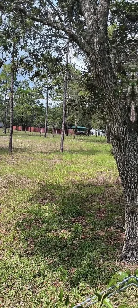 Reliable residential landscaping with custom design across Citra, FL - Mr Big Motion Lawn Care Services