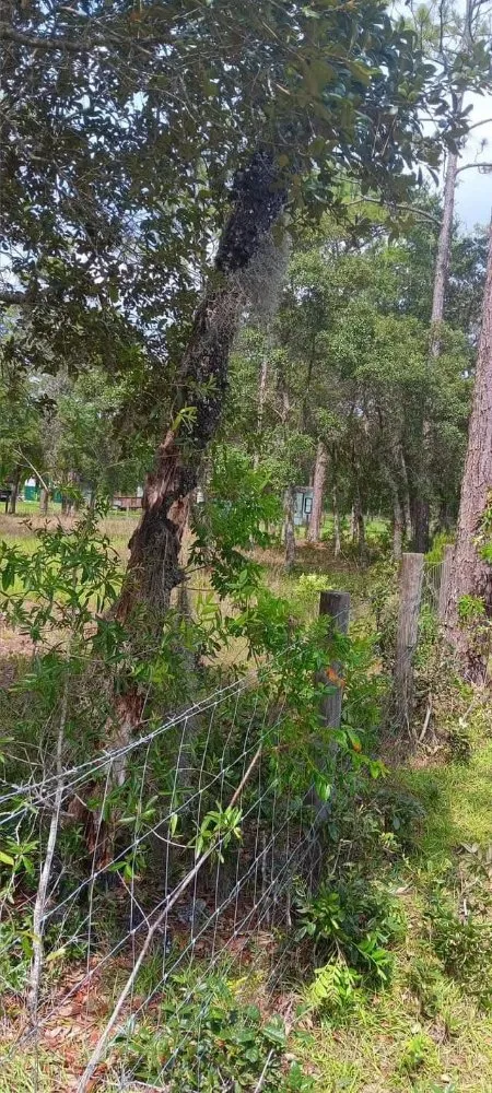 Trusted lawn mowing service in Citra, FL - Mr Big Motion Lawn Care Services