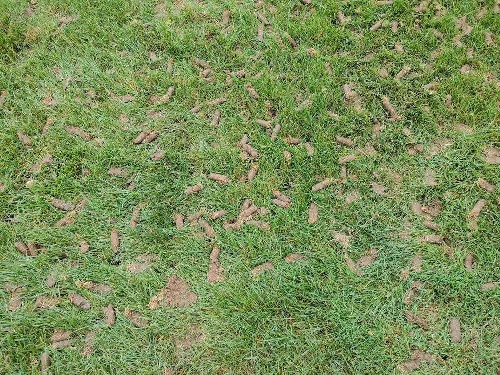 Affordable landscaping services with custom design across West Lafayette, IN - Mr B's Lawn Aeration