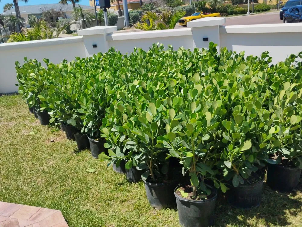 Reliable landscaping services experts serving St. Petersburg, FL - Mr B's Professional Tree & Landscape Services