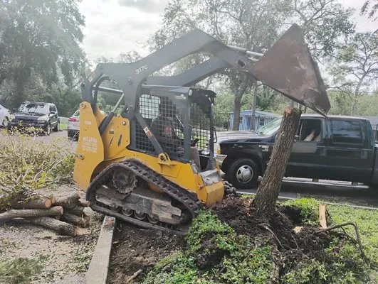 Mr B's Professional Tree & Landscape Services Logo