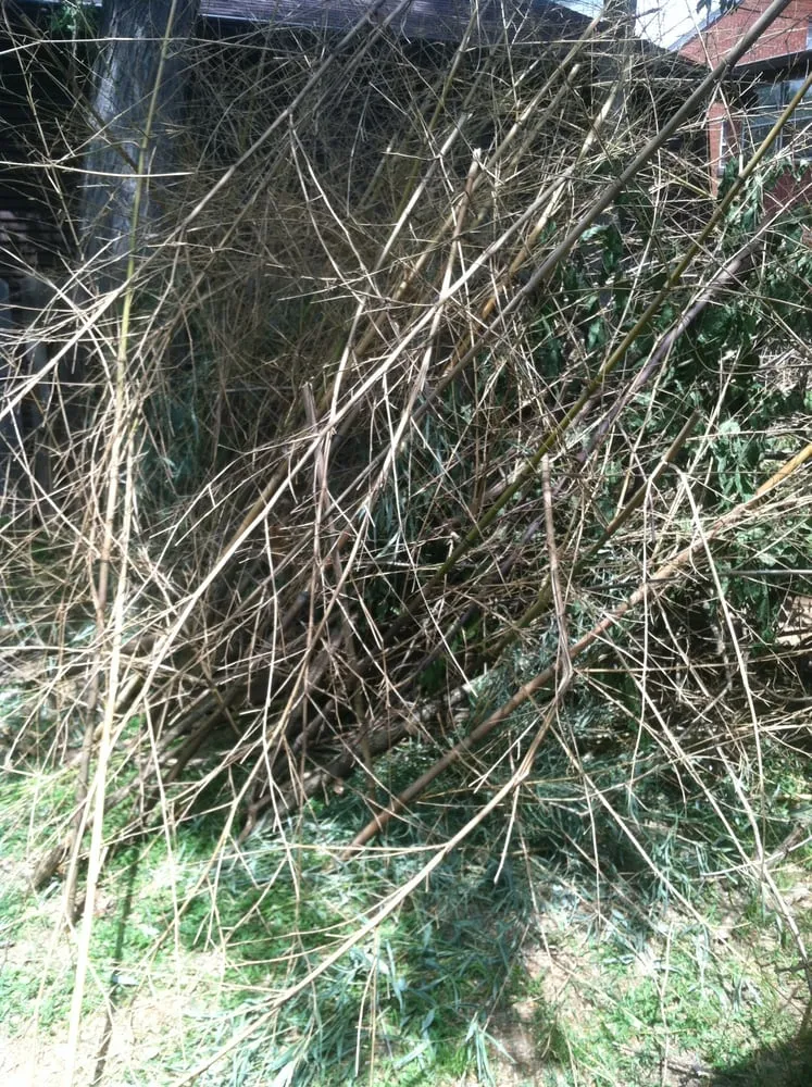 Expert outdoor landscaping for beautiful yards in Saint Louis, MO by Mr. Budget