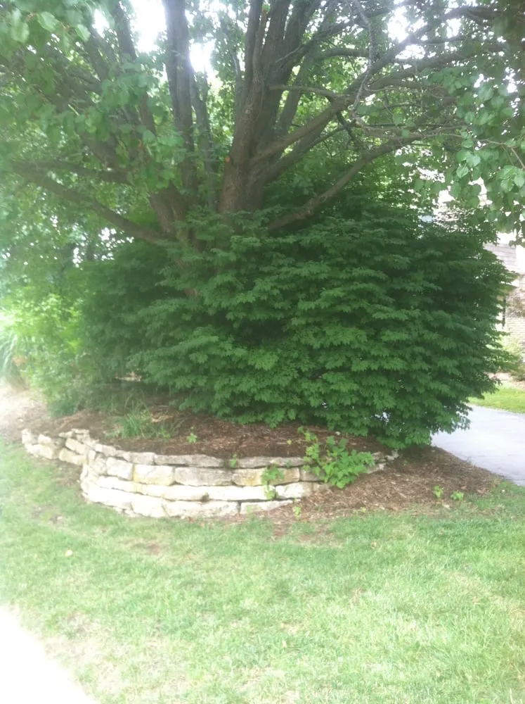 Custom lawn care service in Saint Louis, MO - Mr. Budget