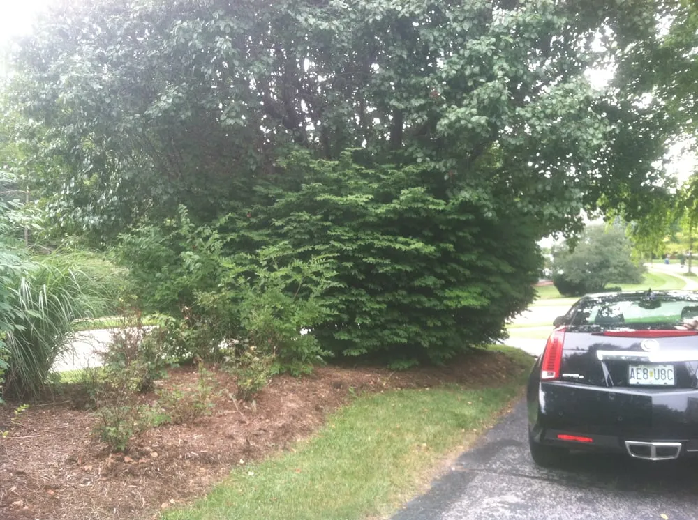 Trusted landscape design in Saint Louis, MO by Mr. Budget