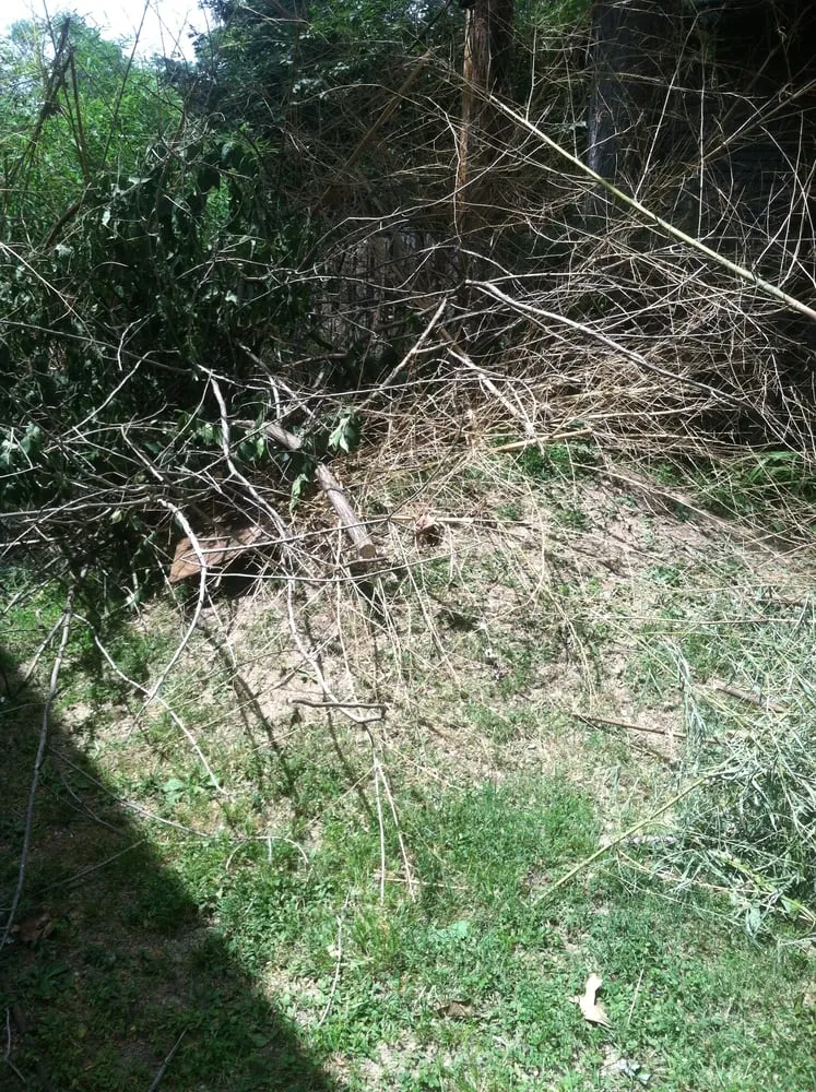 Affordable lawn care service experts serving Saint Louis, MO - Mr. Budget