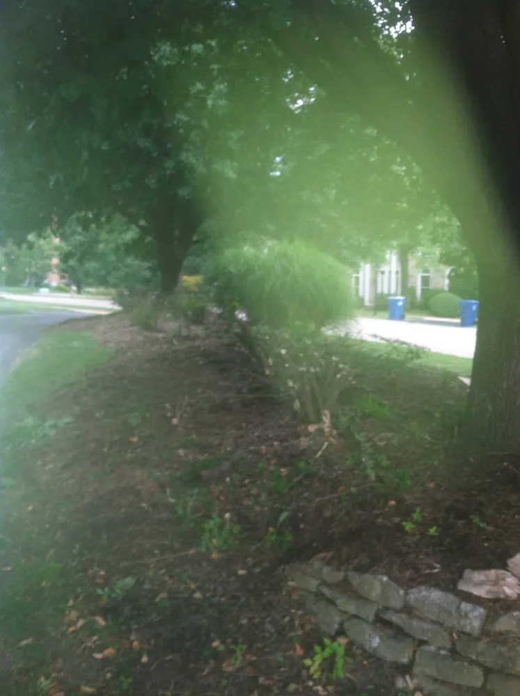 Affordable lawn care service in Saint Louis, MO - Mr. Budget