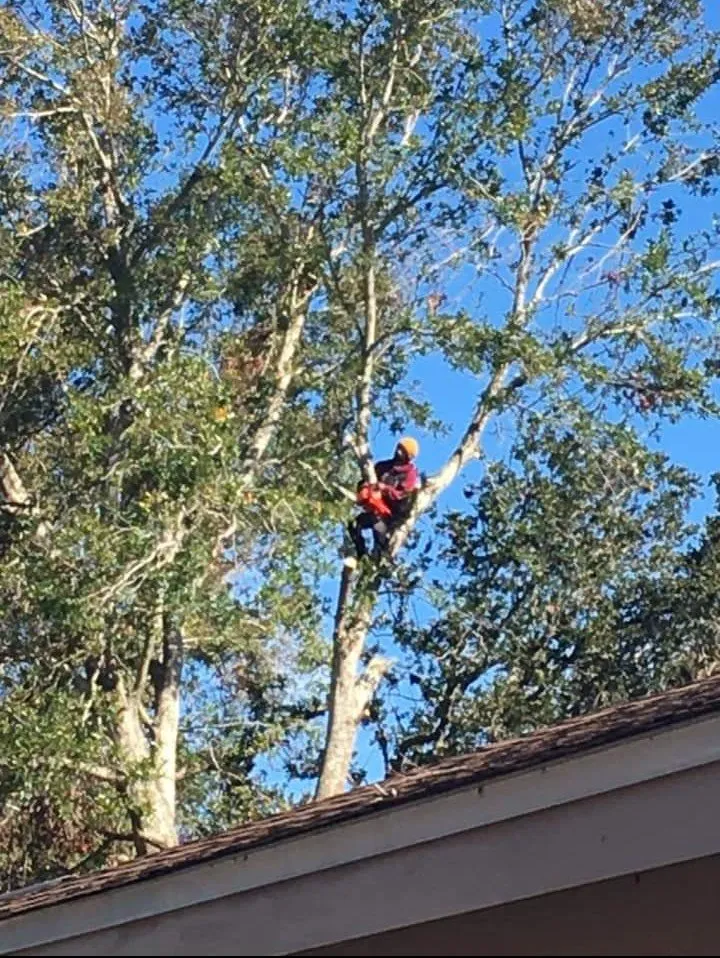 Trusted landscape design for outdoor upgrades in Pensacola, FL by Mr Carlo Lawn Care Service