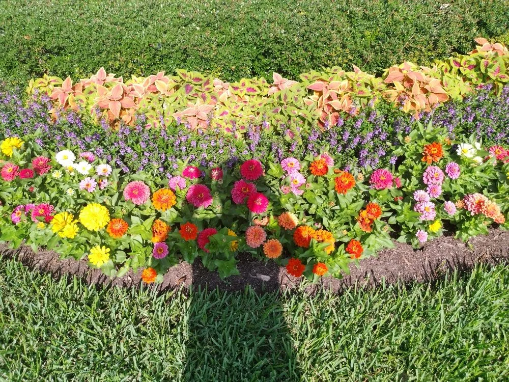 Custom yard cleanup service in Houston, TX by Mr Chavez