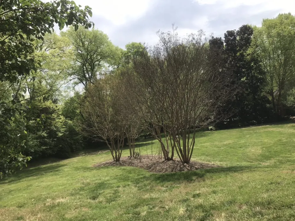 Affordable yard maintenance in Franklin, TN by Mr Chavez Landscaping