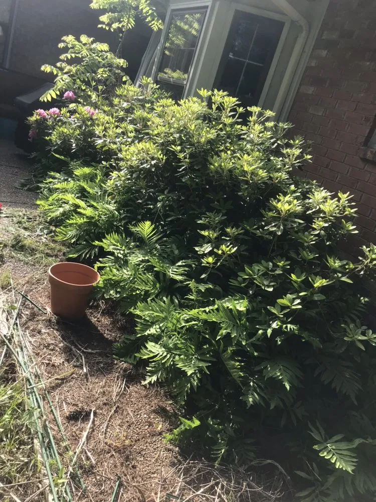 Local residential landscaping near you in Franklin, TN by Mr Chavez Landscaping