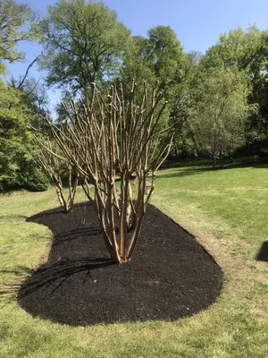 Mr Chavez Landscaping Logo