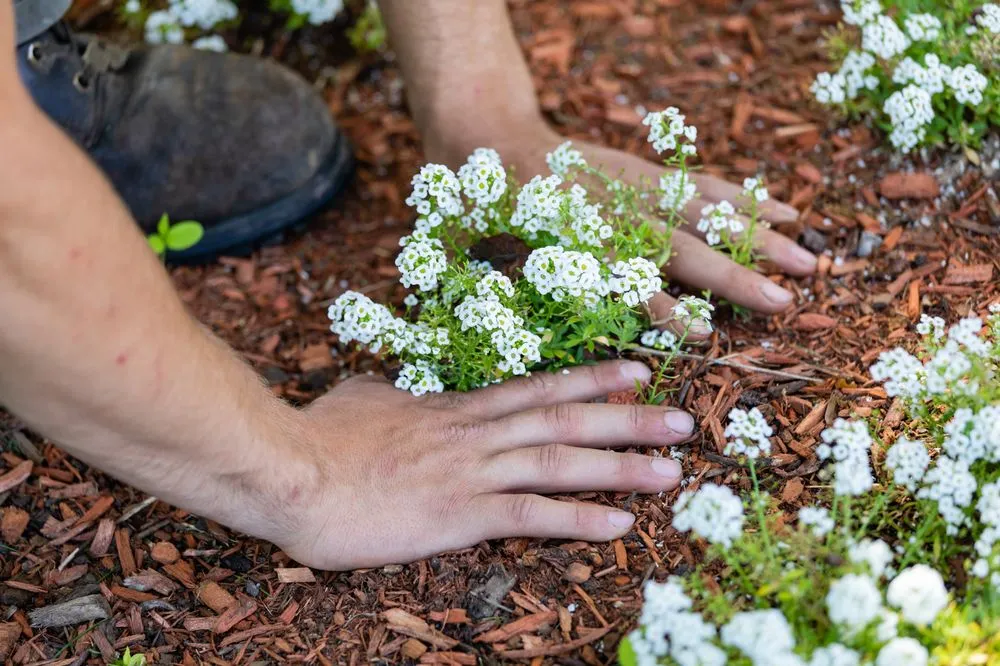 Trusted outdoor landscaping for homes in Boynton Beach, FL by Mr Clean Cuts