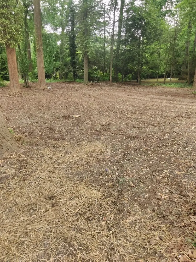 Local outdoor landscaping experts serving Owings Mill, MD - Mr Clean Tree