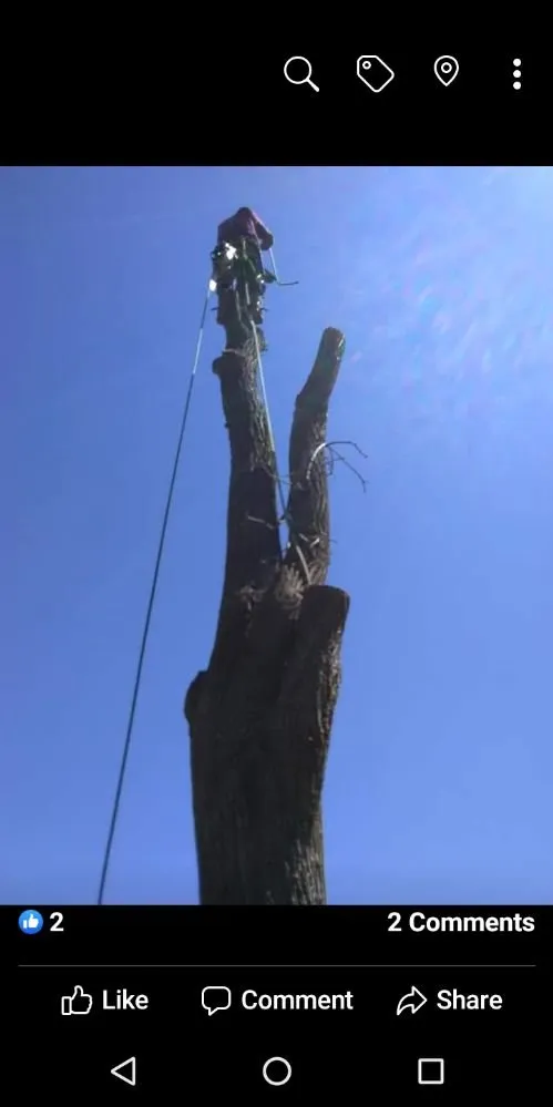 Reliable yard maintenance in Owings Mill, MD - Mr Clean Tree
