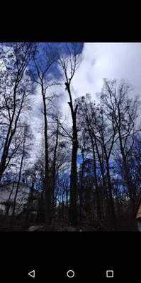 Mr Clean Tree