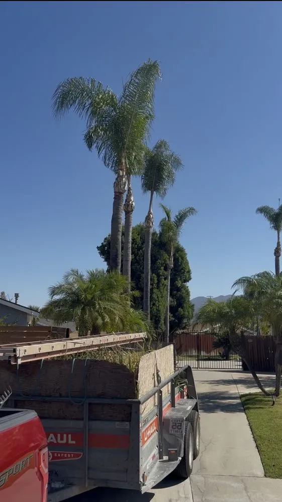 Expert yard maintenance in Santa Ana, CA - Mr Corona's