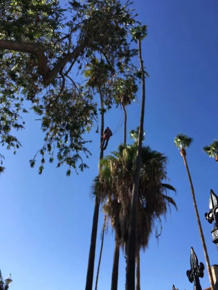 Affordable lawn care service in Little Elm, TX - Mr. Delgado’s Tree Service