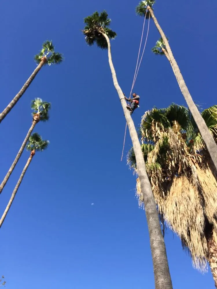 Reliable residential landscaping for homes in Little Elm, TX by Mr. Delgado’s Tree Service