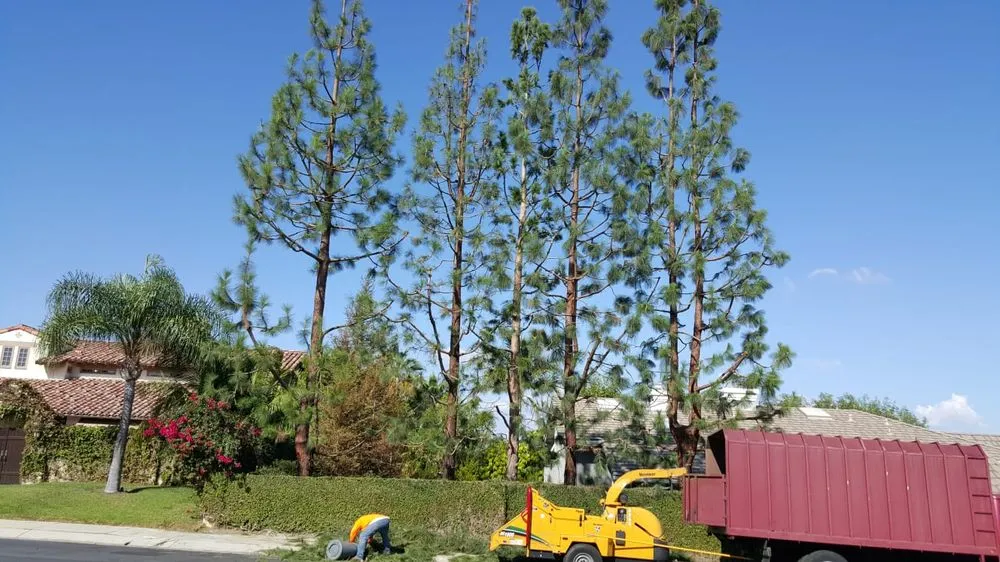 Affordable garden landscaping experts serving Little Elm, TX - Mr. Delgado’s Tree Service