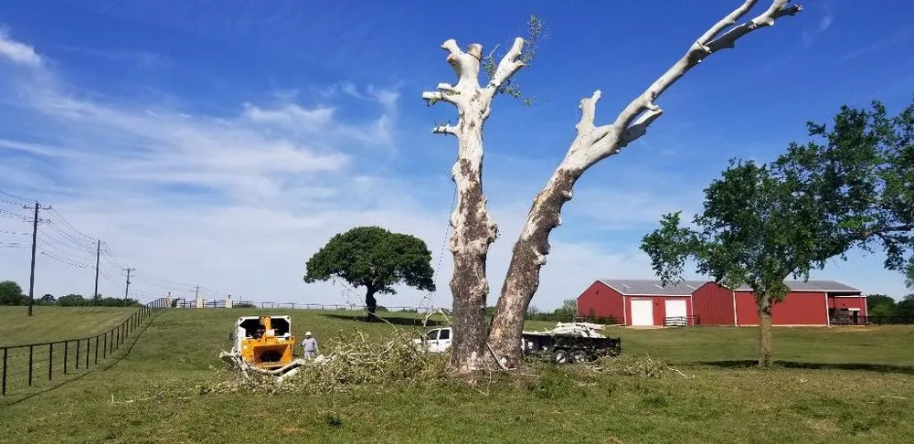 Expert landscape design in Little Elm, TX - Mr. Delgado’s Tree Service