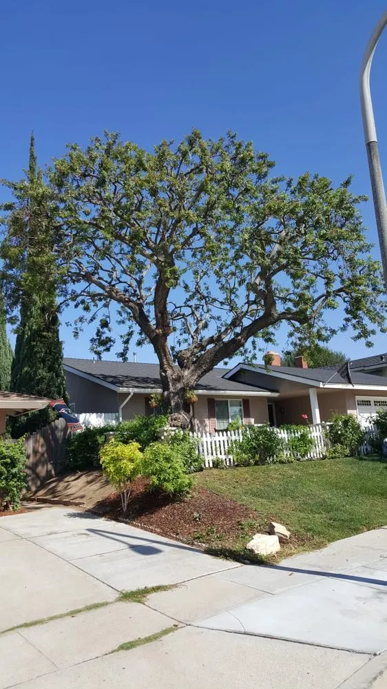 Professional landscape installation in Little Elm, TX by Mr. Delgado’s Tree Service