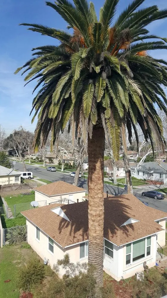 Reliable landscaping services experts serving Little Elm, TX - Mr. Delgado’s Tree Service