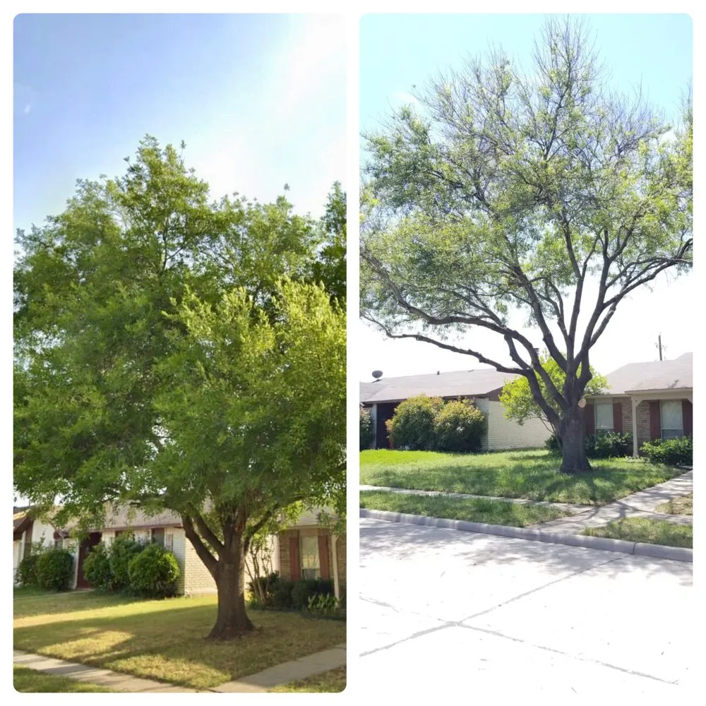 Custom lawn mowing service experts serving Little Elm, TX - Mr. Delgado’s Tree Service