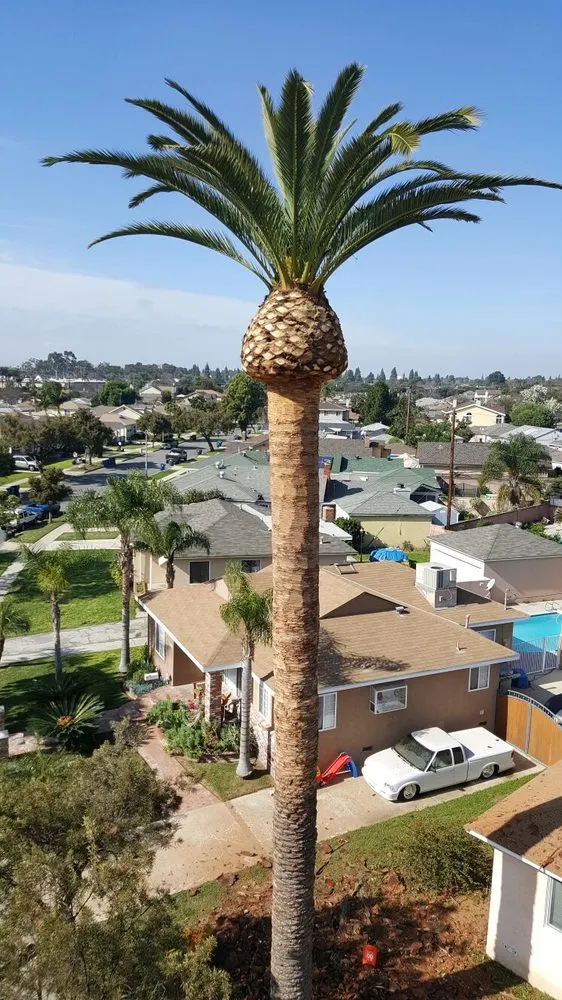 Reliable residential landscaping for beautiful yards across Little Elm, TX - Mr. Delgado’s Tree Service