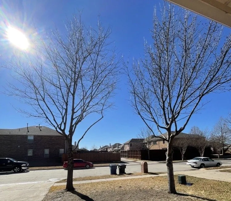 Reliable garden landscaping in Little Elm, TX - Mr. Delgado’s Tree Service