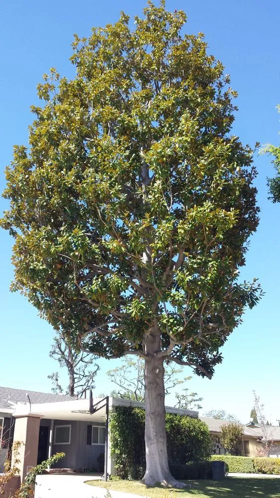 Top-rated garden landscaping in Little Elm, TX - Mr. Delgado’s Tree Service