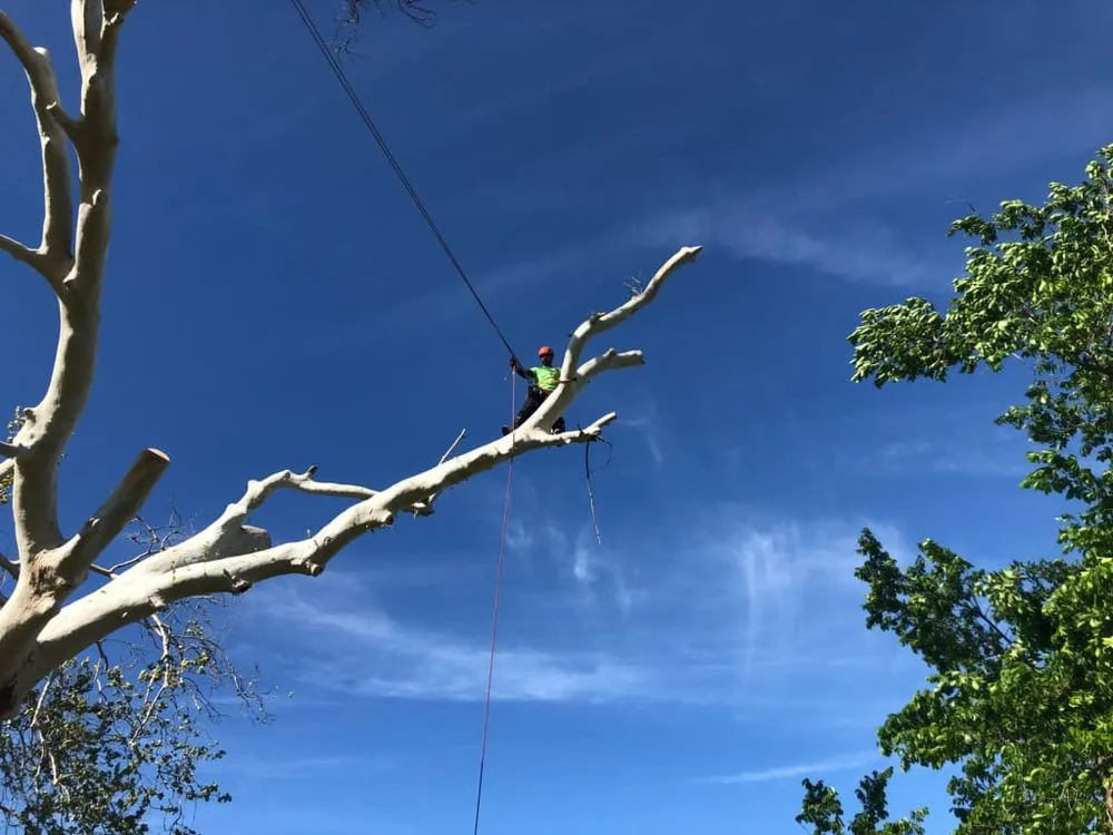 Custom landscaping services in Little Elm, TX by Mr. Delgado’s Tree Service