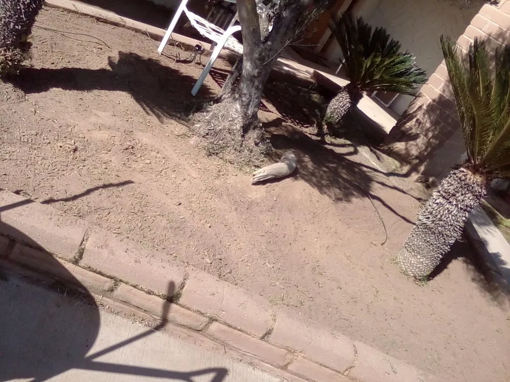 Professional yard maintenance near you in Madera, CA by Mr. D's Landscaping Services