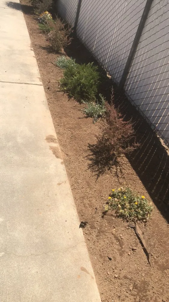 Affordable landscaping services experts serving Madera, CA - Mr. D's Landscaping Services