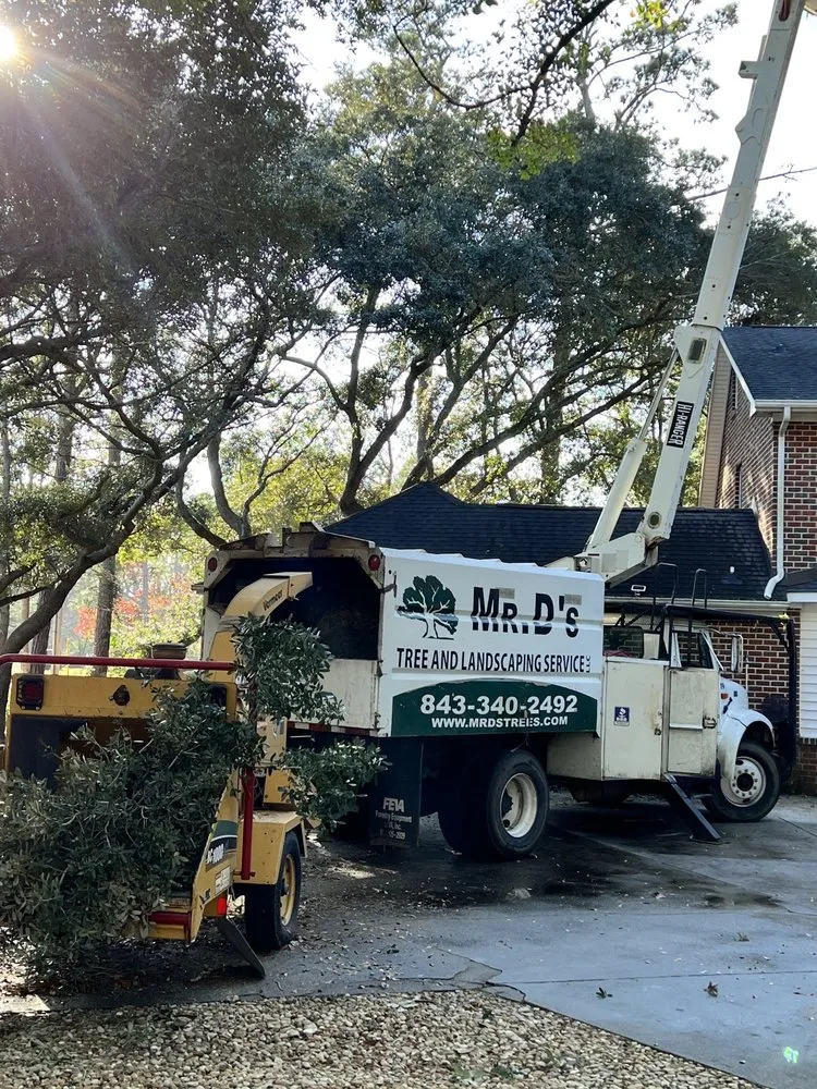Top-rated yard cleanup service in Myrtle Beach, SC - Mr D's Tree & Landscaping Service