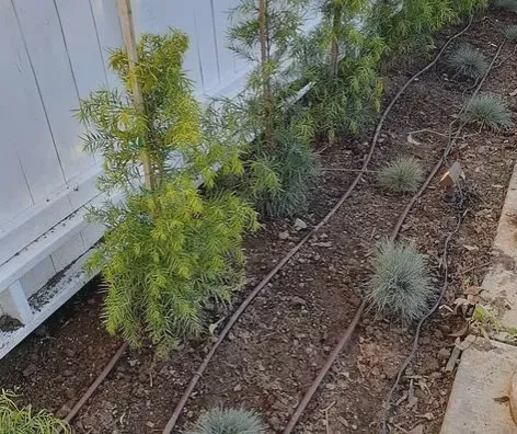 Professional outdoor landscaping in Los Angeles, CA by M.R General Garden Service