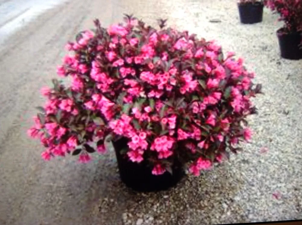 Professional landscaping services in Cleveland, OH by Mr Good Job Landscaping