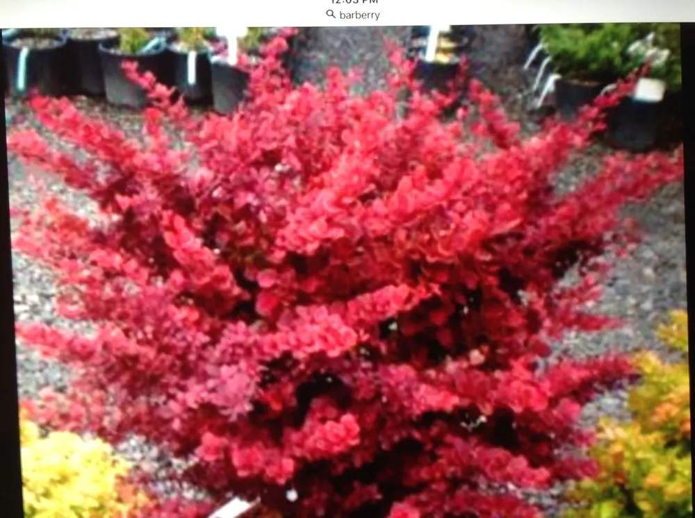 Custom landscape installation in Cleveland, OH - Mr Good Job Landscaping