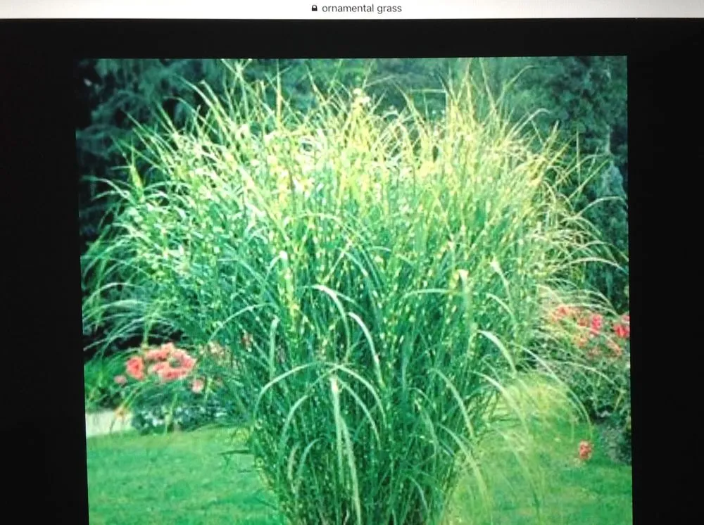 Reliable yard cleanup service for residential properties in Cleveland, OH by Mr Good Job Landscaping