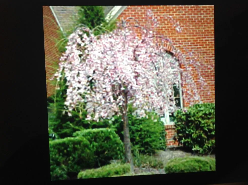 Reliable yard cleanup service for residential properties in Cleveland, OH by Mr Good Job Landscaping