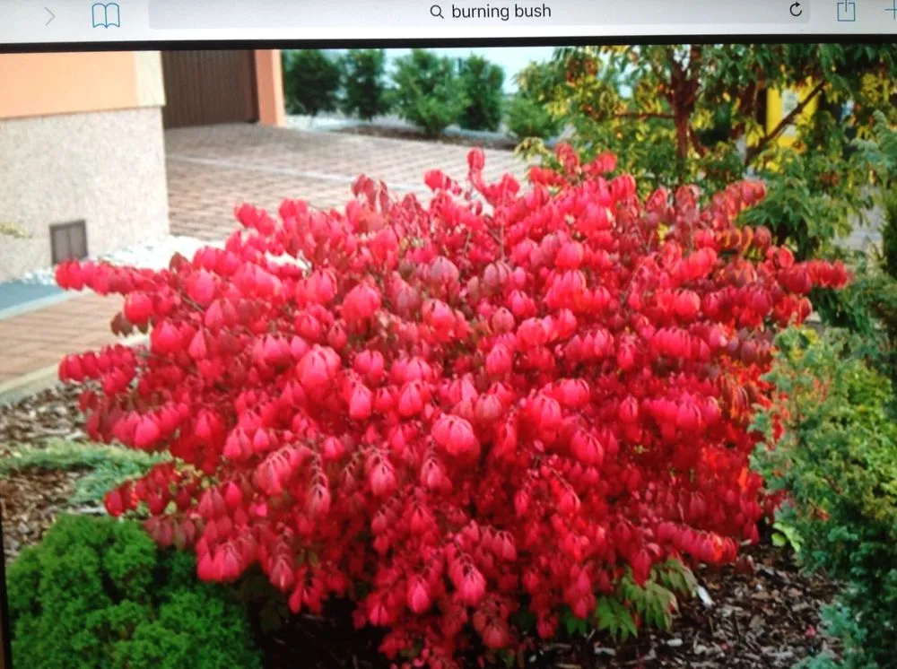 Reliable landscaping services in Cleveland, OH by Mr Good Job Landscaping