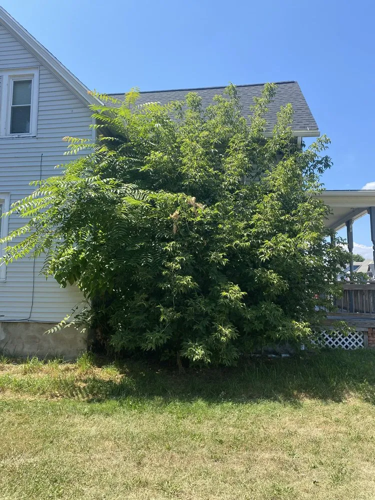 Local yard maintenance experts serving Rochester, NY - Mr Grass To Gutters Maintenance