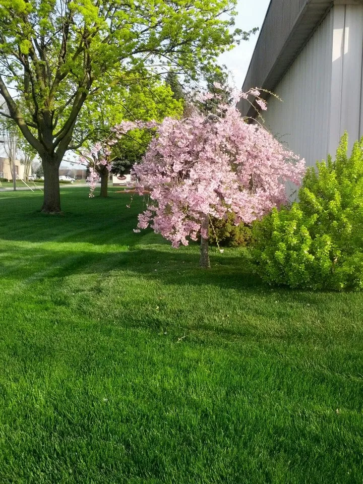 Professional residential landscaping in Plymouth, MI by Mr Green Lawn Care