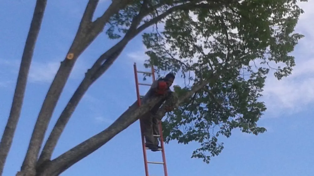 Expert landscaping services in Santa Fe, TX - Mr Green Lawn Services