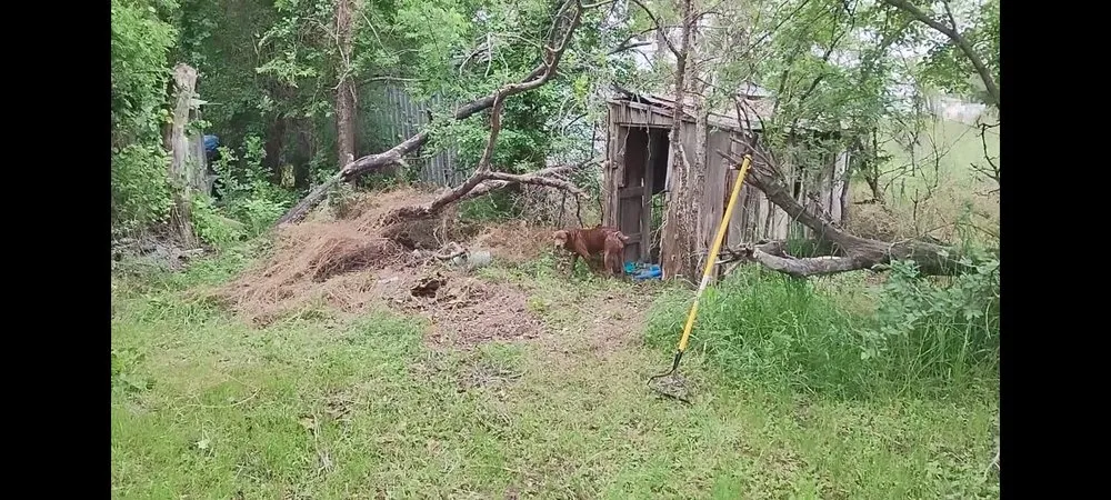 Expert lawn care service in Early, TX by Mr Green Lawncare