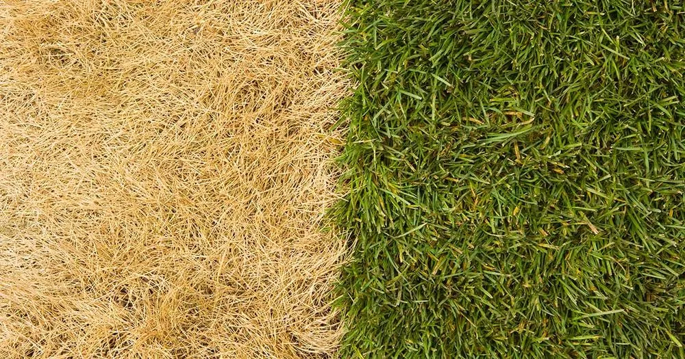 Custom landscaping services in Denton, TX - Mr. Green Thumb